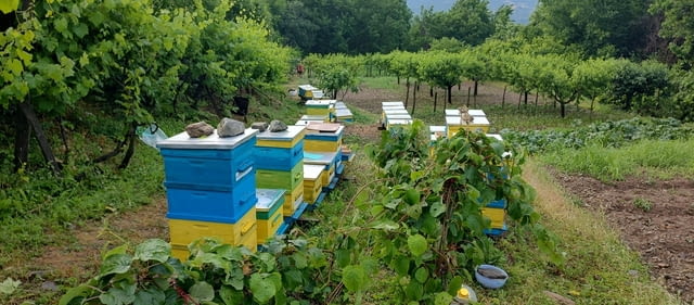 Кошерища за пчели- Кошери - Pchelni kosheri - Kosheri - град Якоруда | Други - снимка 2