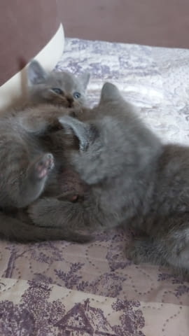Британски късокосмести котета British Shorthair, 1 Month, Vaccine - No - city of Lovech | Cats - снимка 1