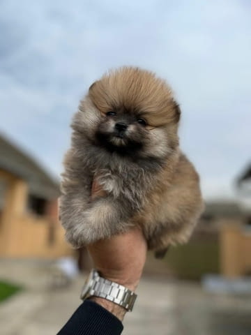 Померан (BOO), чистокръвен, джудже (играчка) Pomeranian, Vaccinated - Yes, Dewormed - Yes - city of Izvun Bulgaria | Dogs - снимка 8