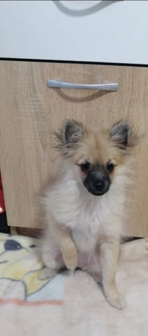 Продавам Pomeranian, 6 Months, Vaccinated - Yes - city of Sofia | Dogs - снимка 2