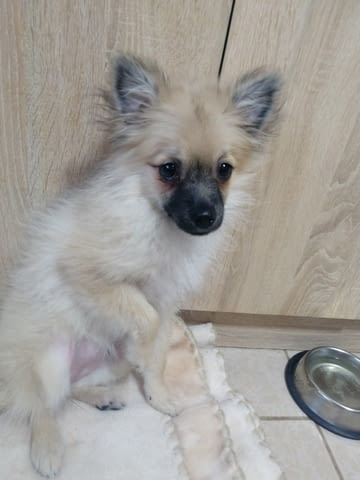 Продавам Pomeranian, 6 Months, Vaccinated - Yes - city of Sofia | Dogs - снимка 3