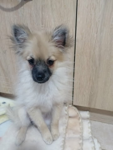 Продавам Pomeranian, 6 Months, Vaccinated - Yes - city of Sofia | Dogs - снимка 4