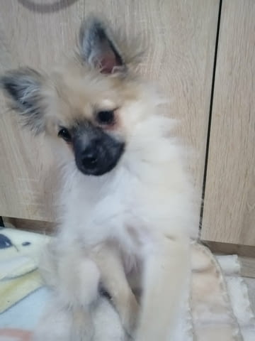 Продавам Pomeranian, 6 Months, Vaccinated - Yes - city of Sofia | Dogs - снимка 5