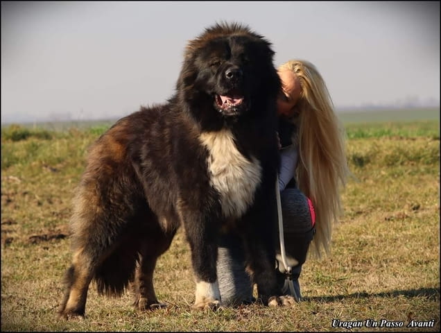 Кавказка овчарка КРАСИВИ кученца Caucasian shepherd, Vaccinated - Yes, Dewormed - Yes - city of Izvun Bulgaria | Dogs - снимка 5