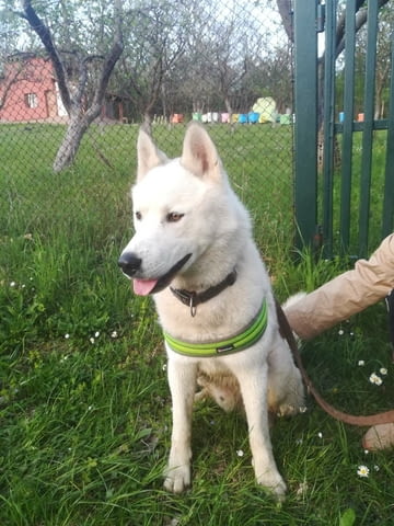 Мъжко бяло хъски Сибирско хъски, 2 години, Ваксинирано - Да - град Троян | Кучета - снимка 1