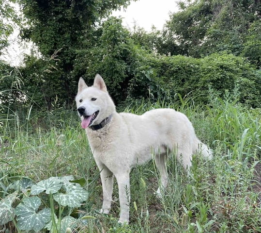 Мъжко бяло хъски Siberian Husky, 2 Years, Vaccinated - Yes - city of Troyan | Dogs - снимка 4