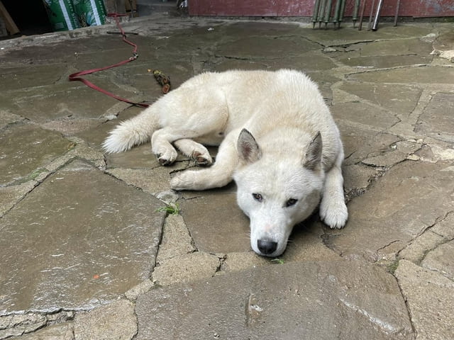 Мъжко бяло хъски Сибирско хъски, 2 години, Ваксинирано - Да - град Троян | Кучета - снимка 5