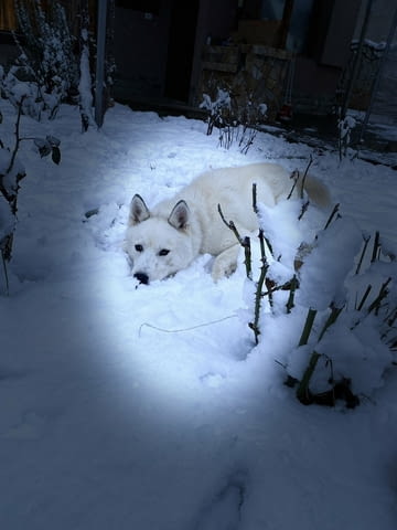 Мъжко бяло хъски Сибирско хъски, 2 години, Ваксинирано - Да - град Троян | Кучета - снимка 6