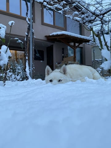 Мъжко бяло хъски Сибирско хъски, 2 години, Ваксинирано - Да - град Троян | Кучета - снимка 7