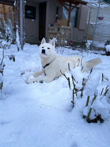 Мъжко бяло хъски Siberian Husky, 2 Years, Vaccinated - Yes - city of Troyan | Dogs - снимка 9