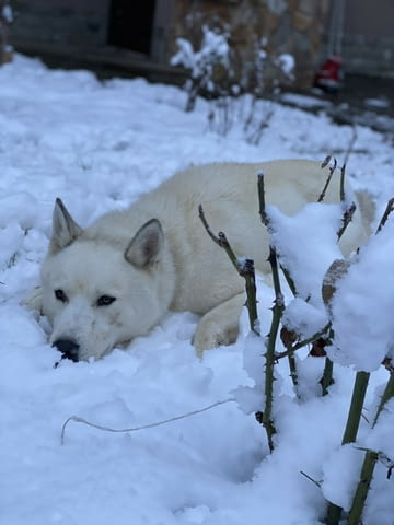 Мъжко бяло хъски Сибирско хъски, 2 години, Ваксинирано - Да - село Врабево | Кучета - снимка 4