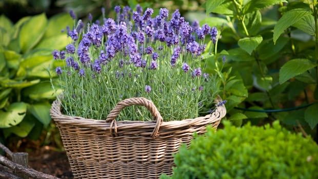 Лавандула за декоративно парково озеленяване на хотели и къщи - снимка 1