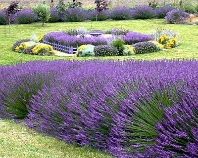 Лавандула за декоративно парково озеленяване на хотели и къщи - снимка 3