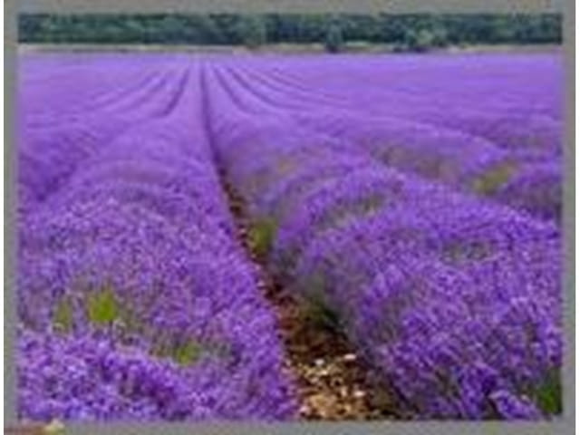 Лавандула за декоративно парково озеленяване на хотели и къщи - снимка 4