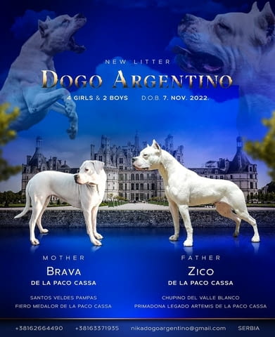 Аржентинско дого кученца за продажба Дого аржентино, Ваксинирано - Да, Обезпаразитено - Да - град Извън България | Кучета - снимка 1