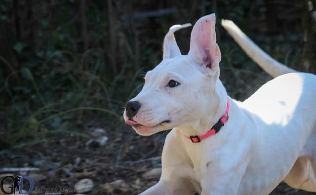 Аржентинско дого кученца за продажба Dogo Argentino, Vaccinated - Yes, Dewormed - Yes - city of Izvun Bulgaria | Dogs - снимка 3
