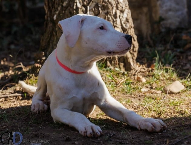 Аржентинско дого кученца за продажба Dogo Argentino, Vaccinated - Yes, Dewormed - Yes - city of Izvun Bulgaria | Dogs - снимка 4