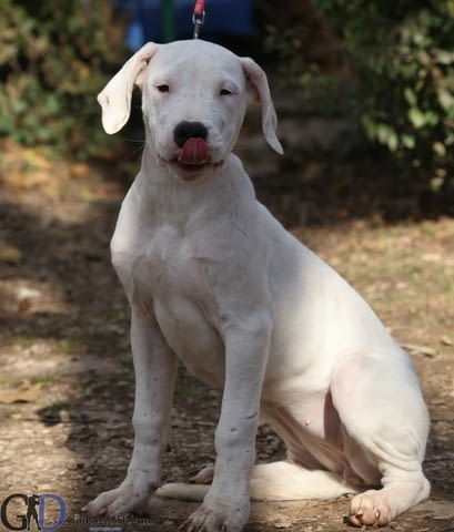 Аржентинско дого кученца за продажба Dogo Argentino, Vaccinated - Yes, Dewormed - Yes - city of Izvun Bulgaria | Dogs - снимка 5