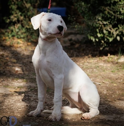 Аржентинско дого кученца за продажба Dogo Argentino, Vaccinated - Yes, Dewormed - Yes - city of Izvun Bulgaria | Dogs - снимка 6
