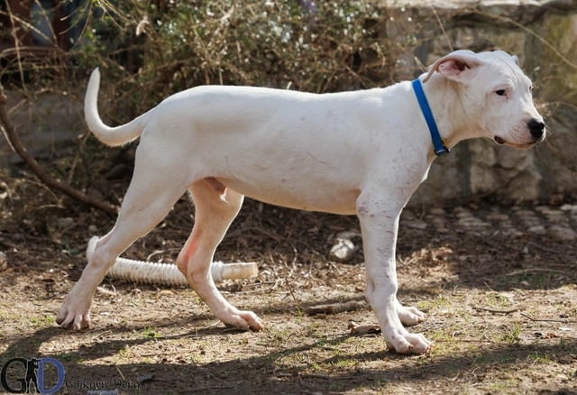 Аржентинско дого кученца за продажба Dogo Argentino, Vaccinated - Yes, Dewormed - Yes - city of Izvun Bulgaria | Dogs - снимка 7