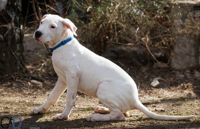 Аржентинско дого кученца за продажба Dogo Argentino, Vaccinated - Yes, Dewormed - Yes - city of Izvun Bulgaria | Dogs - снимка 8