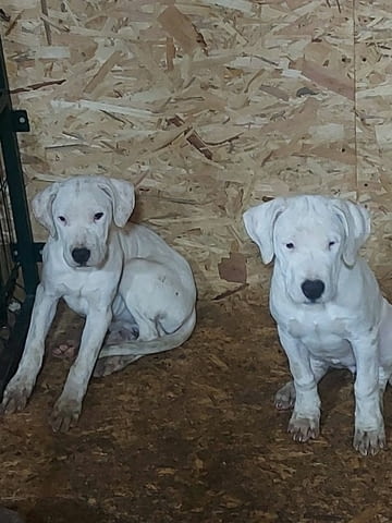 Аржентинско дого кученца за продажба Dogo Argentino, Vaccinated - Yes, Dewormed - Yes - city of Izvun Bulgaria | Dogs - снимка 10