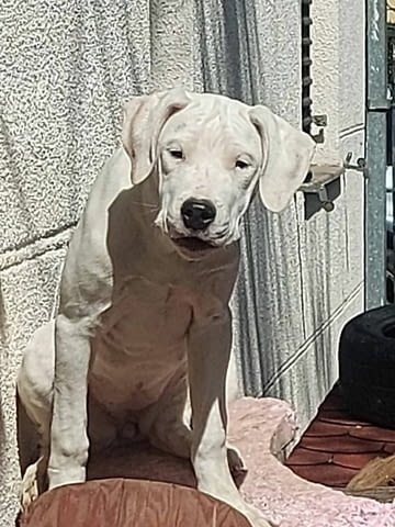 Аржентинско дого кученца за продажба Dogo Argentino, Vaccinated - Yes, Dewormed - Yes - city of Izvun Bulgaria | Dogs - снимка 11