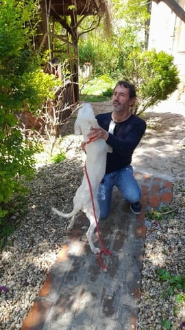 Аржентинско дого кученца за продажба Dogo Argentino, Vaccinated - Yes, Dewormed - Yes - city of Izvun Bulgaria | Dogs - снимка 12
