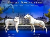 Аржентинско дого кученца за продажба