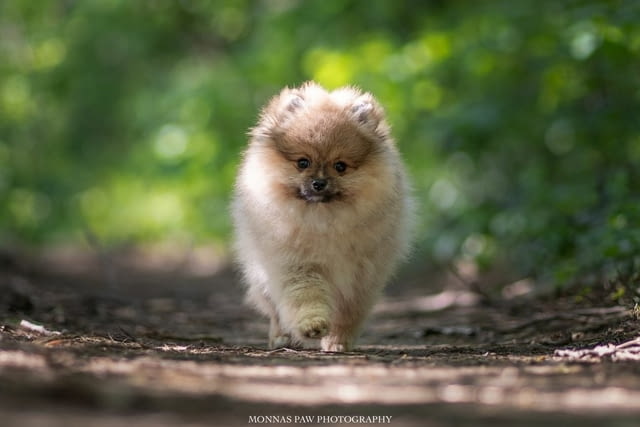 Кученца Померан Бу Pomeranian, Vaccinated - Yes, Dewormed - Yes - city of Izvun Bulgaria | Dogs - снимка 2