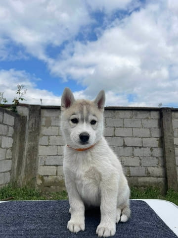 СИБИРСКО ХЪСКИ кученца Siberian Husky, Vaccinated - Yes, Dewormed - Yes - city of Izvun Bulgaria | Dogs - снимка 3