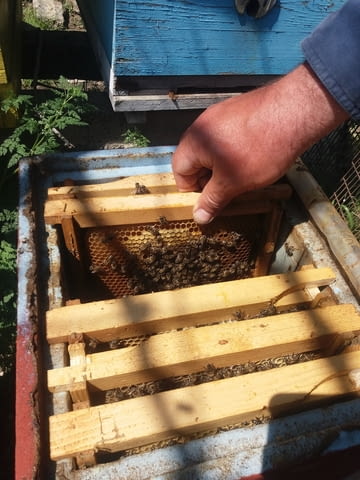 Продавам оплодени пчелни майки 25 лв. - city of Sandanski | Bee Keeping - снимка 1