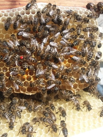 Продавам оплодени пчелни майки 25 лв. - град Сандански | Пчеларство - снимка 2