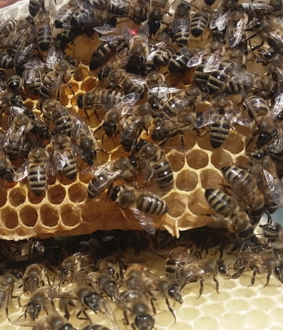 Продавам оплодени пчелни майки 25 лв. - city of Sandanski | Bee Keeping - снимка 3