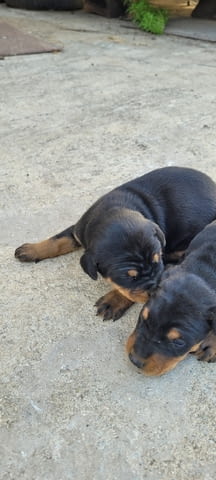 Малки доберманчета Doberman, 1 Month, For Breeding - Yes - city of Stara Zagora | Dogs - снимка 1