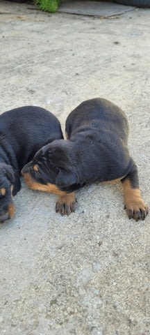 Малки доберманчета Doberman, 1 Month, For Breeding - Yes - city of Stara Zagora | Dogs - снимка 2