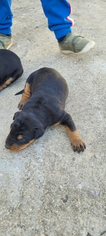 Малки доберманчета Doberman, 1 Month, For Breeding - Yes - city of Stara Zagora | Dogs - снимка 3
