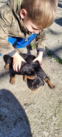 Малки доберманчета Doberman, 1 Month, For Breeding - Yes - city of Stara Zagora | Dogs - снимка 6
