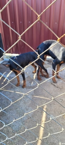 Малки доберманчета Doberman, 1 Month, For Breeding - Yes - city of Stara Zagora | Dogs - снимка 7