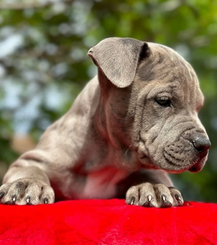 Американски питбул териер кученца American Pit Bull Terrier, Vaccinated - Yes, Dewormed - Yes - city of Izvun Bulgaria | Dogs - снимка 4