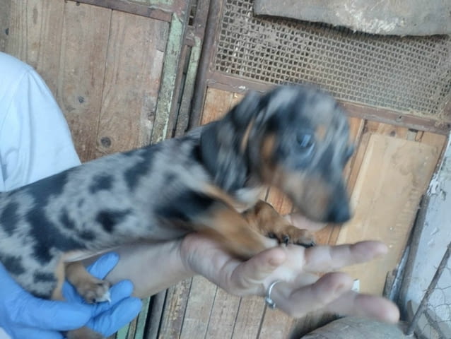 Дакел кученца с екзотични цветове Shorthair Dachshund, Vaccinated - Yes, Dewormed - Yes - city of Izvun Bulgaria | Dogs - снимка 5