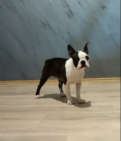 Бостън териер кученца за продажба Boston Terrier, Vaccinated - Yes, Dewormed - Yes - city of Izvun Bulgaria | Dogs - снимка 4