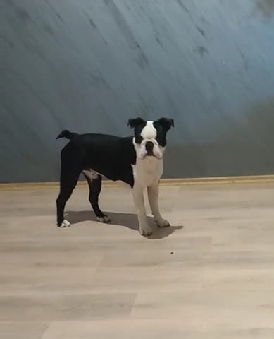 Бостън териер кученца за продажба Boston Terrier, Vaccinated - Yes, Dewormed - Yes - city of Izvun Bulgaria | Dogs - снимка 8