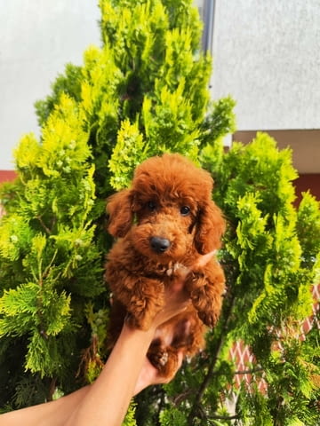 Миниатюрен пудел ТОП кученца Mini Poodle, Vaccinated - Yes, Dewormed - Yes - city of Izvun Bulgaria | Dogs - снимка 1