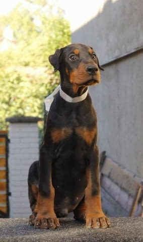 Доберман кученца за продажба Ваксинирано - Да, Обезпаразитено - Да, С чип - Да - град Извън България | Кучета - снимка 3
