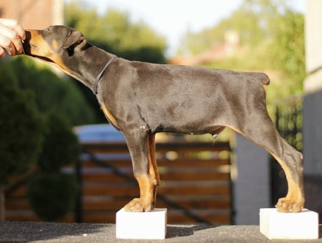 Доберман кученца за продажба Ваксинирано - Да, Обезпаразитено - Да, С чип - Да - град Извън България | Кучета - снимка 5