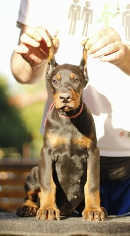 Доберман кученца за продажба Ваксинирано - Да, Обезпаразитено - Да, С чип - Да - град Извън България | Кучета - снимка 6