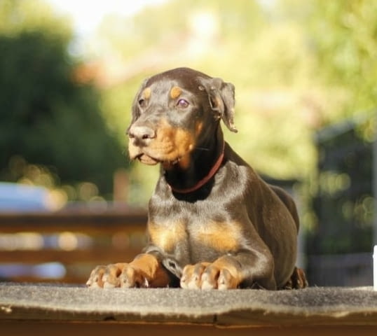 Доберман кученца за продажба Ваксинирано - Да, Обезпаразитено - Да, С чип - Да - град Извън България | Кучета - снимка 7