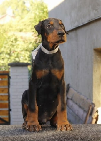 Доберман кученца за продажба Ваксинирано - Да, Обезпаразитено - Да, С чип - Да - град Извън България | Кучета - снимка 8