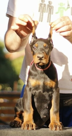 Доберман кученца за продажба Ваксинирано - Да, Обезпаразитено - Да, С чип - Да - град Извън България | Кучета - снимка 9
